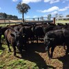 18 simangus heifers 12 months old