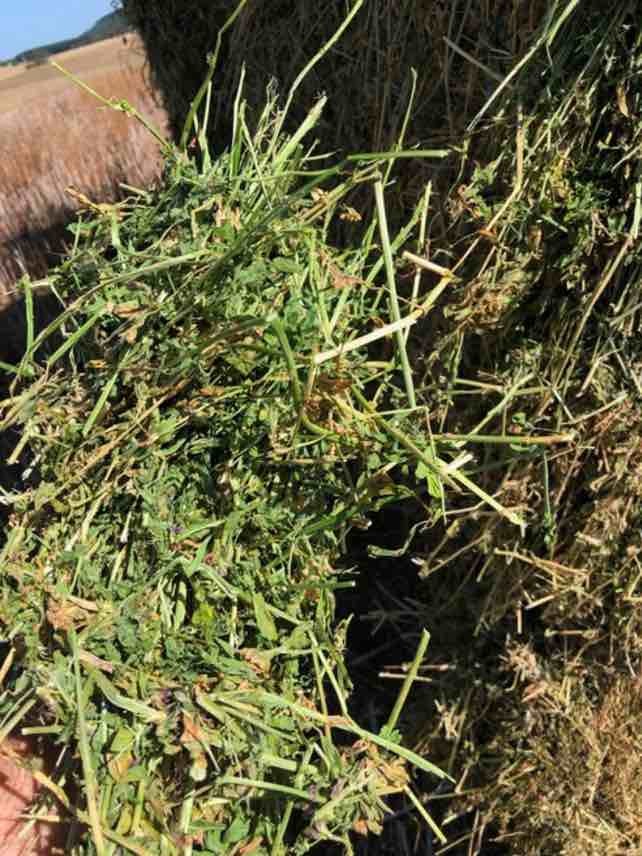 300 m/t x 8x4x3 Bales of 3rd & 4th Cut Lucerne 