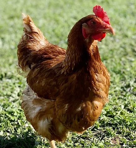 ISA BROWN HENS