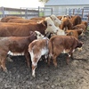 Hereford Cows with Shorthorn/Hereford Calves at Foot
