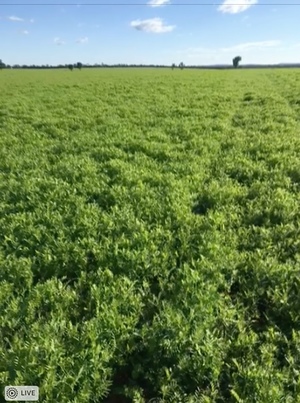 Vetch Seed West Wyalong 
