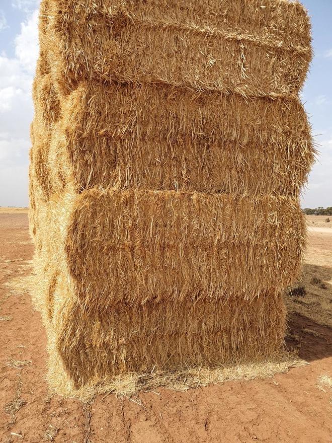 Wheat Straw