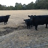 3 Lowline/Angus cows
