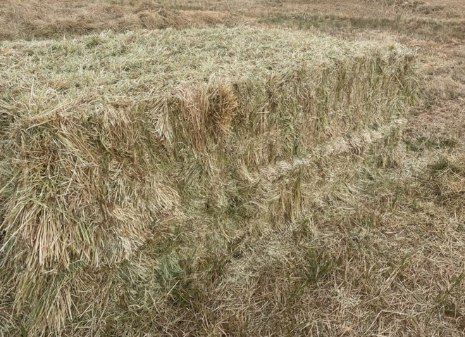 500mt Barley & Ryegrass Pasture Hay 650kg 8x4x3 Bales ex paddock