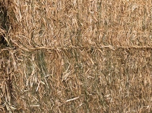 8x4x3 Bales Canola Hay For Sale