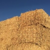 SSS Sudan Grass Hay 8x4x3