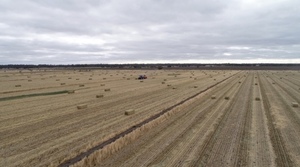 New Season Oaten & Vetch Hay