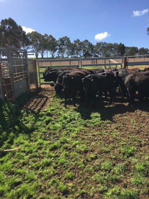 18 simangus heifers 12 months old