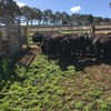 18 simangus heifers 12 months old