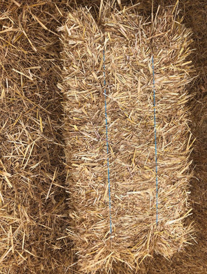 Oaten Straw  
