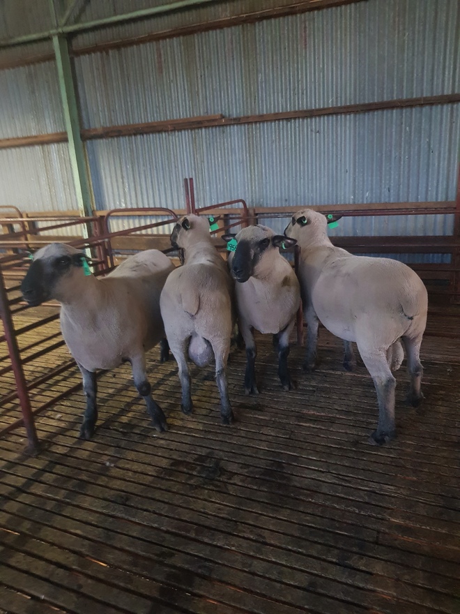 Hampshire Down Flock Rams