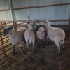 Hampshire Down Flock Rams