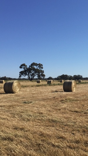 Pasture Hay 5x4 Round Bales