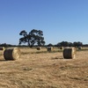 Pasture Hay 5x4 Round Bales