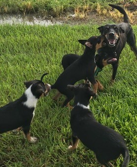 Working Dog Pups For Sale