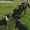 Working Dog Pups For Sale