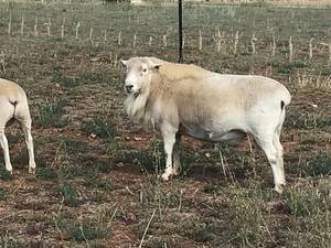 Aussie White x Wiltipoll Ram