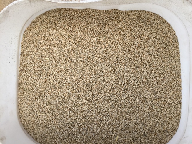 Shirohie Millet