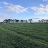 142 bales lucerne Hay bales 300/t  Ist and 2nd cut 2019