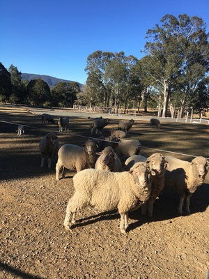 15 Merino Ewes with Lambs