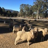 15 Merino Ewes with Lambs