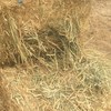 Wheaten hay - old crop 2019 - shedded