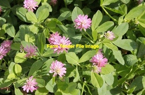 Balansa Clover Hay  8x4x3 Bales  300 Bales