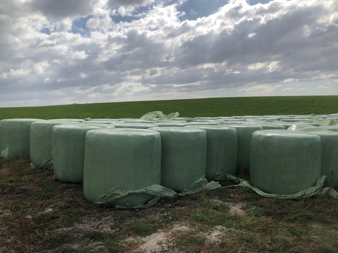 Mixed Pasture Silage bales