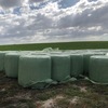 Mixed Pasture Silage bales