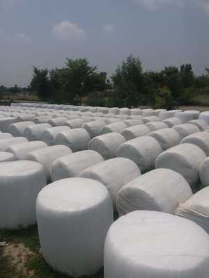 Import Corn Silage from Pakistan