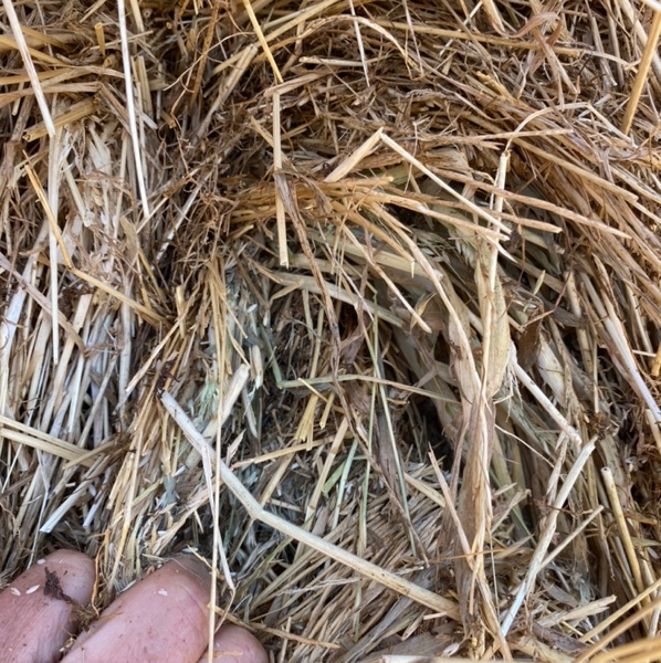 Clover & Rye Grass Hay - 8x4x3 Large Squares