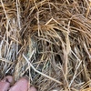 Clover & Rye Grass Hay - 8x4x3 Large Squares