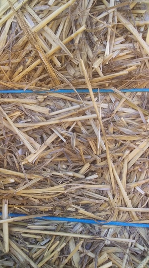 220mt Wheaten Straw 480-500kg 8x4x3 Bales (Windrowed & Steamed)
