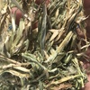 Oaten Hay in 8x4x3 Shedded