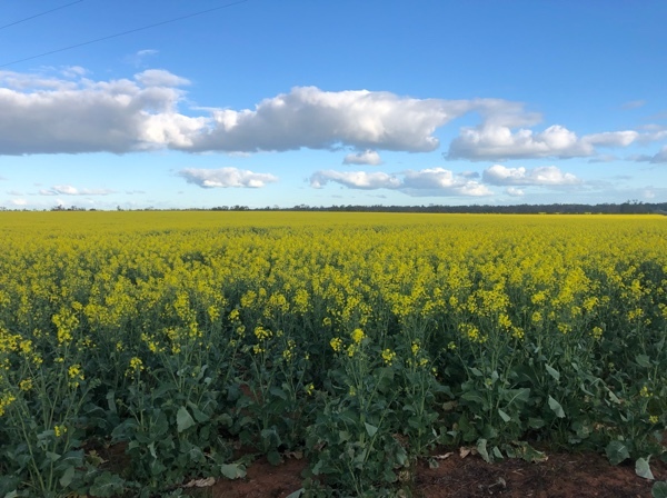 Canola hay