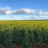 Canola hay