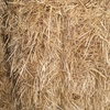 New Season Barley Straw 8x3x3