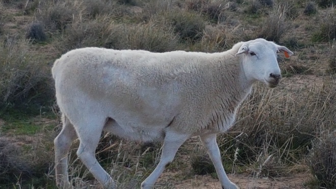 Australian White x Wiltipoll Ewes