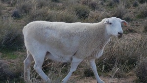 Australian White x Wiltipoll Ewes