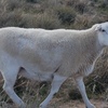 Australian White x Wiltipoll Ewes