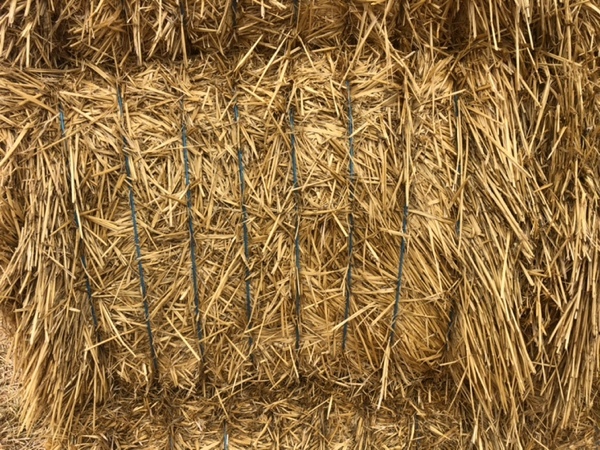 200mt Wheat Straw 570kg 8x4x3 Bales