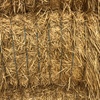 200mt Wheat Straw 570kg 8x4x3 Bales
