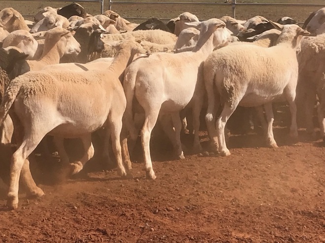 300 dorper ewes for sale