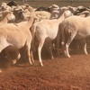 300 dorper ewes for sale