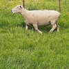 Southdown Rams x 8