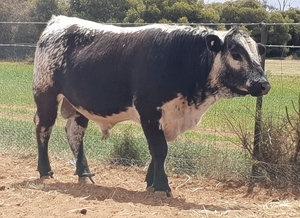 (⚡SOLD Pending Payment ⚡)Speckle Park F1 Bull