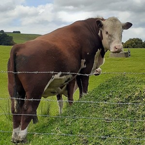 Hereford bull