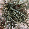 250mt Ryegrass/Clover Hay 640kg 8x4x3 Bales