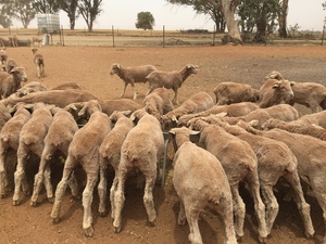262 merino wether lambs 
