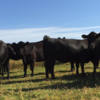Angus Heifers, qty 15